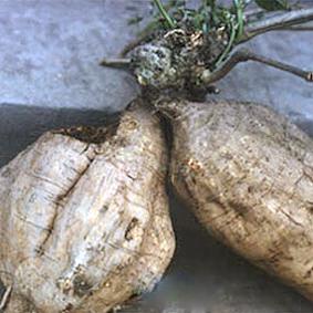 Kudzu root  90kps