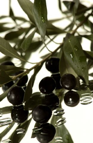 Ecoato Extra panenský olivový olej 500 ml